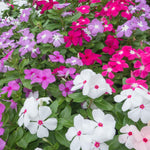 Set 4 of Mix Vinca Plants Live for Planting Outdoors, Ground Cover Plant, Vinca Flower Plant Gardening from 4 to 5 Inc Tall
