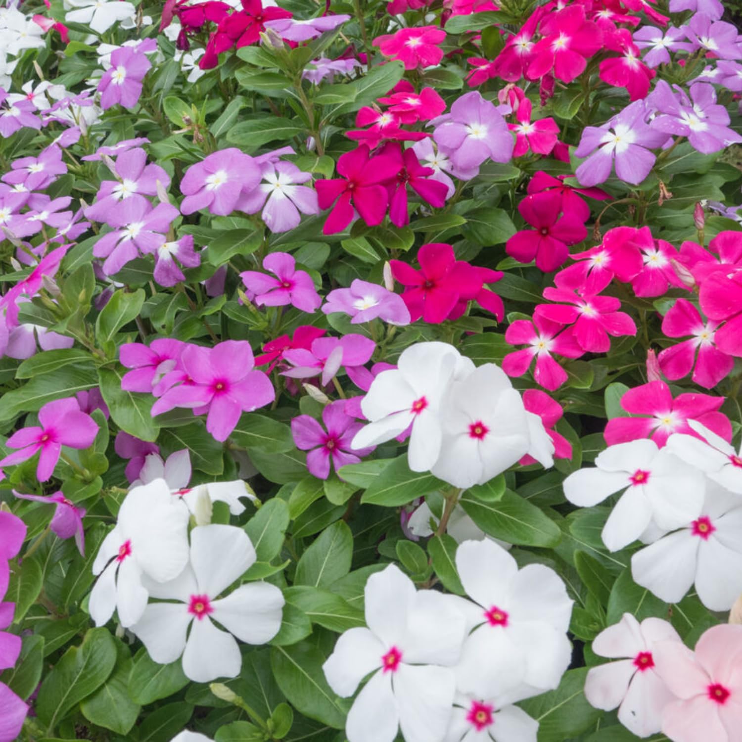 2 Assorted Vinca Plants Live, Vinca Flower Plant, 4 Inc Pot, Ground Cover Plant Live, 4 to 6 Inches in Height