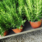 2 Rosemary Plants Live, 3 to 6 Inc Tall, Live Rosemary Plants Indoor, Outdoor, Rosemary Live Plant