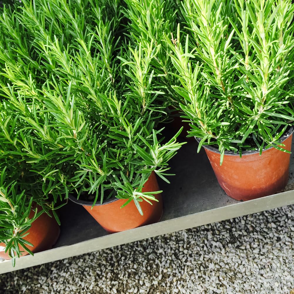 2 Rosemary Plants Live, 3 to 6 Inc Tall, Live Rosemary Plants Indoor, Outdoor, Rosemary Live Plant