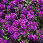 2 Dark Purple Verbena Live Plants, Trailing Verbena Plants for Planting Outdoor, Perennial Ground Cover Flowers 4-7 Inches