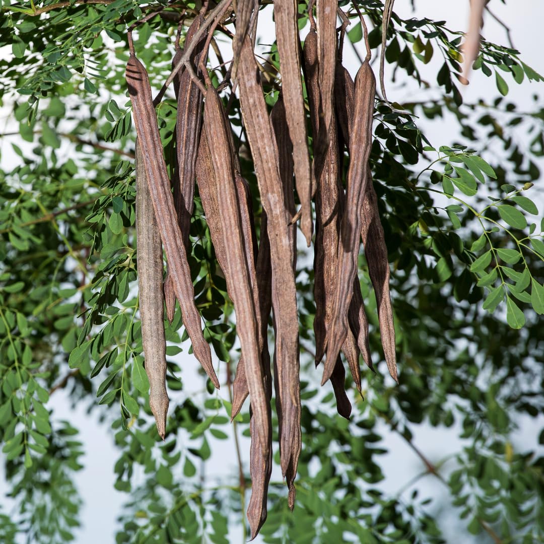2 Pots Moringa Oleifera Live Trees Plants, 6-10" Tall, Drumstick Horseradish Malunggay Trees Herb, Zones 9-11, 8 Months Old Seedling Tree
