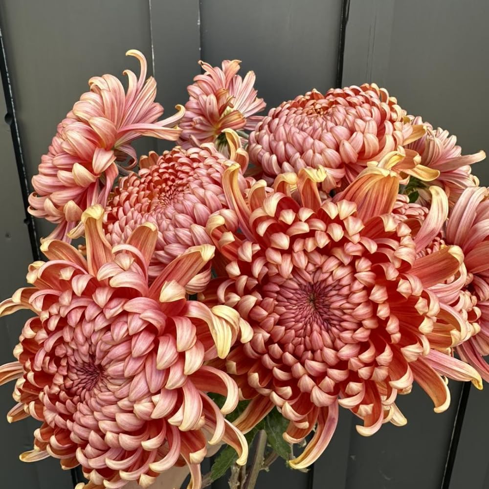 2 Mums Plants Live, Double Orange Chrysanthemum Plants Live, 5 to 7 Inc Long, Chrysanthemum Flower Live Plant Mum Live Plant