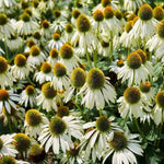 White Echinacea Coneflower Plant, Coneflower Live Plant Perennial 3 Inch Pot