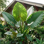 Jack Giant Colocasia Live Plant, 5 to 8" in Tall, Taro Elephant Ear Alocasia Esculenta Live Plant for Planting, Live Colocasia Houseplant