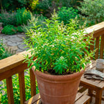 Lemon Verbena Plant Live, Lemon Verbena Plant, 2-5 Inc Tall, Green Foliage Herbs for Patio Containers and Outdoor Gardens