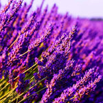2 Lavender Plants Live Indoors, 4-8" Tall, Lavandula Perennial Flower Plants for Planting Outdoors Home Garden (Provence Lavender)
