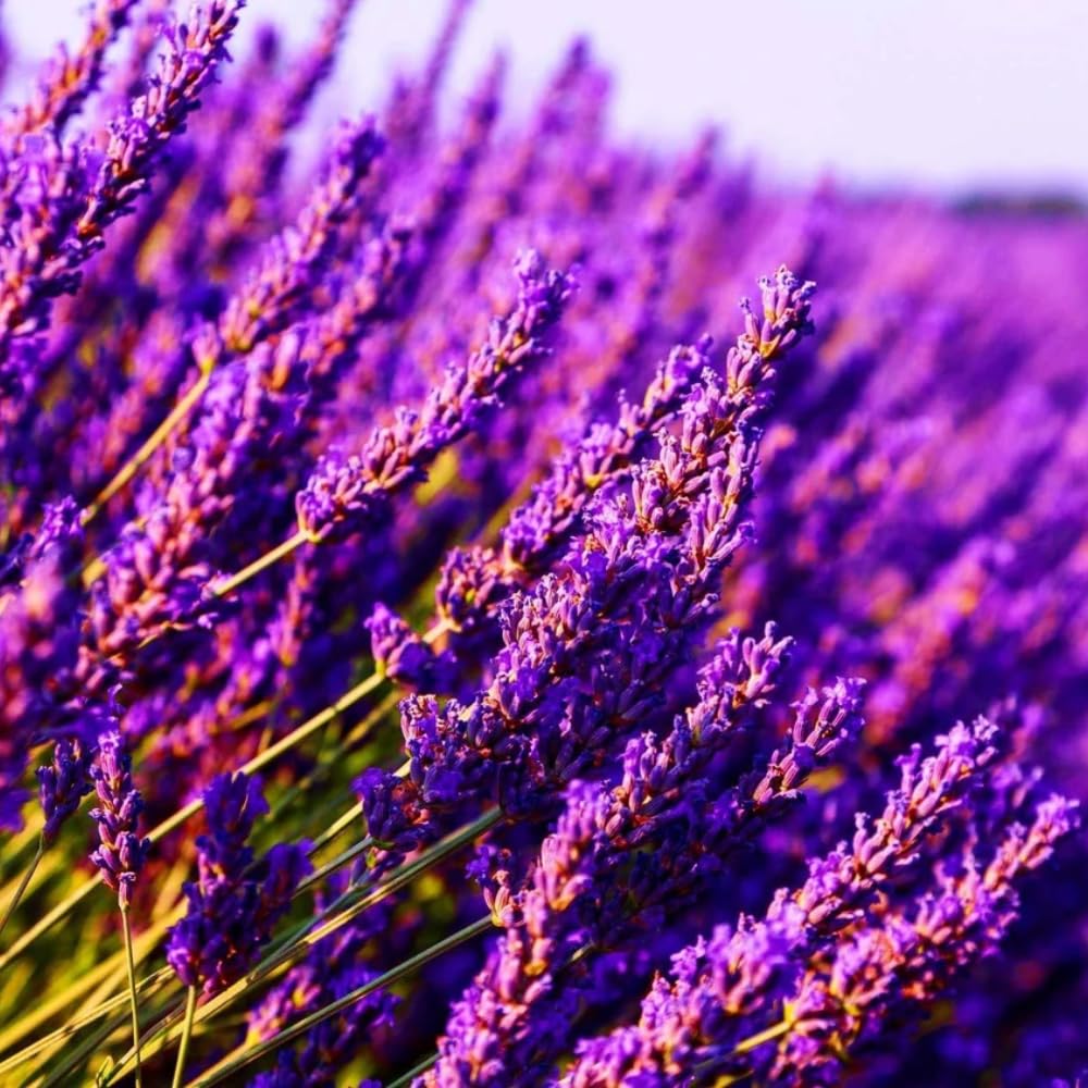2 Lavender Plants Live Indoors, 4-8" Tall, Lavandula Perennial Flower Plants for Planting Outdoors Home Garden (Provence Lavender)