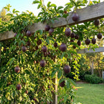 High Yield Passionfruit Plant Live 4-7 Inches Tall, Tropical Passion Fruit Vine for Garden, Patio Containers and Indoor Growing