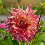 Dark Purple Pink Dahlia Bulbs Plant 2-3" Tall, Dahlia Blubs, Outdoor Flower for Garden Beds or Patio Containers, Not Live Plant