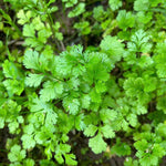 2 Cilantro Herb Plants Live in 4'' Pot, Ready to Grow Herb Starter 3-6 Inches, Fragrant Herbs for Indoor Outdoor Gardens