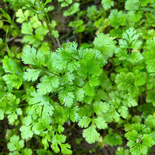 2 Cilantro Herb Plants Live in 4'' Pot, Ready to Grow Herb Starter 3-6 Inches, Fragrant Herbs for Indoor Outdoor Gardens