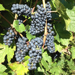 Deep Purple Seedless Grape Vines Live Plants for Planting, 5-10" Grape Tree for Outdoor Garden, Dormant in Winter, Cold Hardy, Sweet Flavor