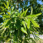 Set 2 Willow Oak Tree Live Plants, Live Oak Tree, 12 to 18 Inc Tall, Dormant in Winter, Shade Tree for Outdoor Garden