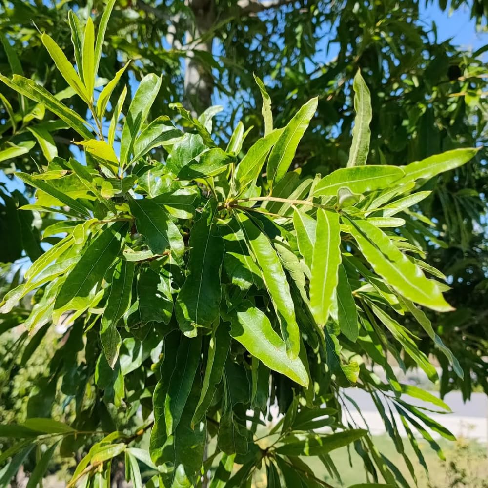 Set 2 Willow Oak Tree Live Plants, Live Oak Tree, 12 to 18 Inc Tall, Dormant in Winter, Shade Tree for Outdoor Garden