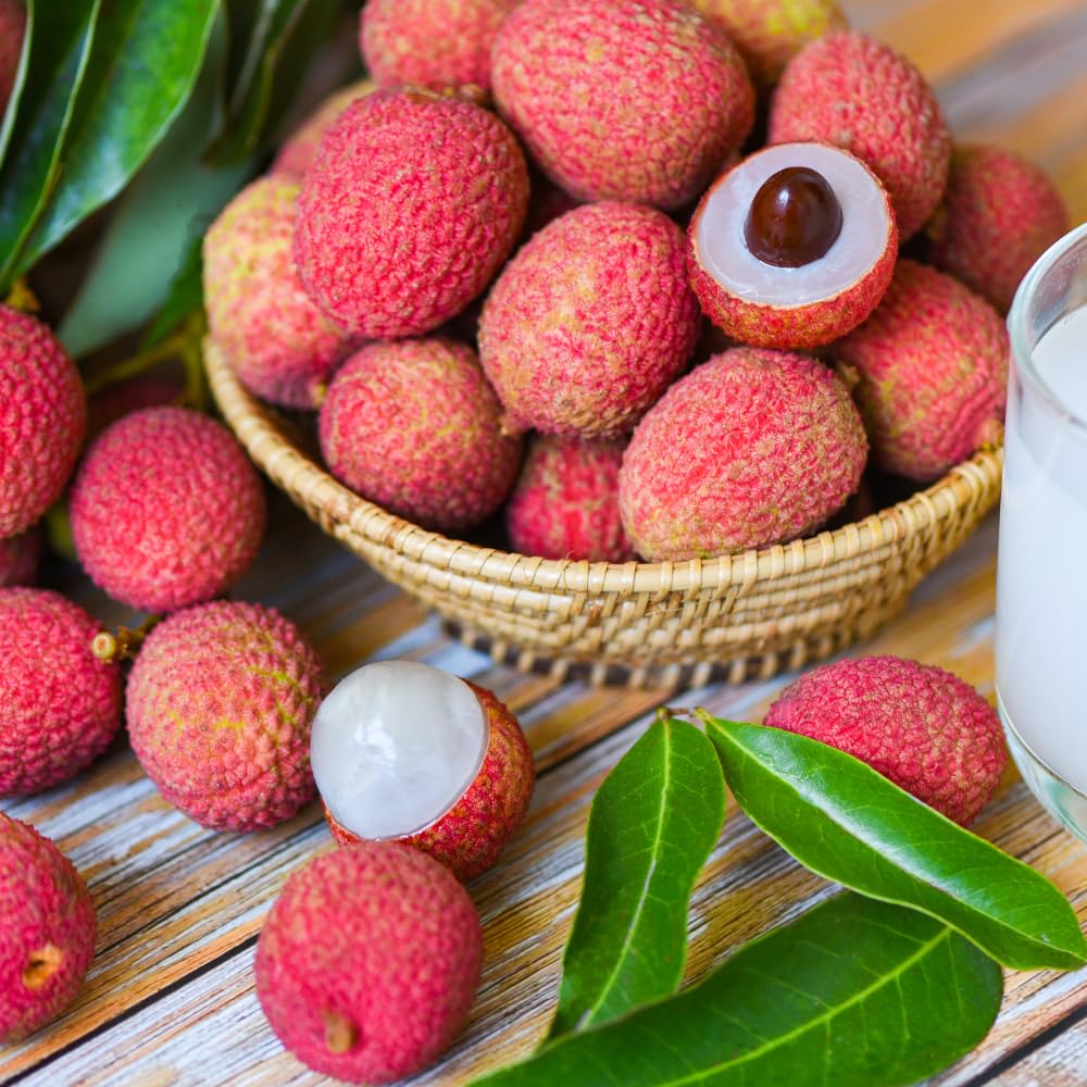 Lychee Plant Live Seedling from 5 to 8 Inc Tall, Lychee Tree Plant Seedling, Sweet Fruit Garden