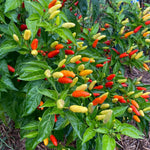 Set 2 Pequin Pepper Chili Plants, 120 Days Old, Hot Red Pepper Plant, Live Peppers for Planting Indoor, Outdoor