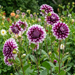 Set 2 Purple White Dahlia Tubers, Decorative Blooms with Striking White, Summer Flowering Perennial, Dahlia Flowers for Indoor Outdoor Growing