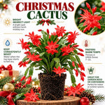 2PPP Red Christmas Cactus Live Plant, Holiday Flowering, 3 Inches Pot