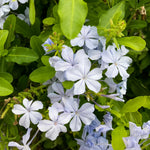 2 White Plumbago Plans, Live Plumbago Flowering Plant Well Rooted, 4 to 7 Inches
