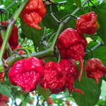 Set 4 Assorted Pepper Live Plants, 90 Days Old Super Pepper Live Plant for Summer Planting (Carolina Reaper Pepper)