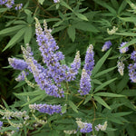 Blue Chaste Vitex Live Plant, Vitex Chaste Tree, Blue Chastes Tree, Flowering Shrub, 5-7 Inches in Height for Growing