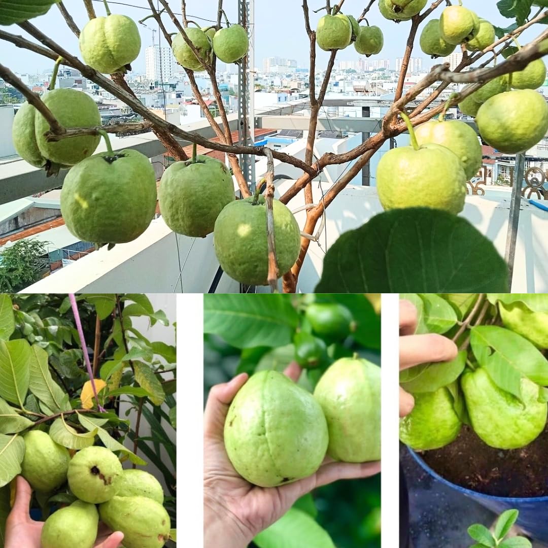 Guava Tree Live Plant, 4-8" White Guava Tree Live Plant, Guava Tree Plant Live, Guava for Planting in 4" Pot