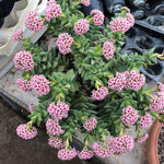 Spring Crassula Succulent Plants Live in 2" Pot, 3-5 Inches Tall, Rare Houseplant for Indoor Outdoor Planting