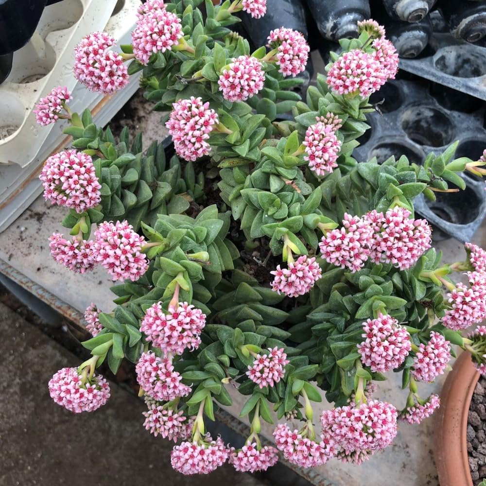 Spring Crassula Succulent Plants Live in 2" Pot, 3-5 Inches Tall, Rare Houseplant for Indoor Outdoor Planting