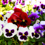 Mix Pansy Plants, Coloful Pansies Plant in 4 Inch Pot, Annual Flower Plant, 4-6" Tall Plants for Garden