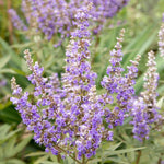 Vitex Blue Tree Live Plant, Chaste Tree, Blue Purple Flowering Vitex Shrub, 5-7 Inches Tall for Outdoor Planting