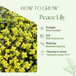 3 Lemon Thyme Live Plant, Well Rooted Starter Plant, 4-6'' Tall, Fragrant Herb for Garden, Patio