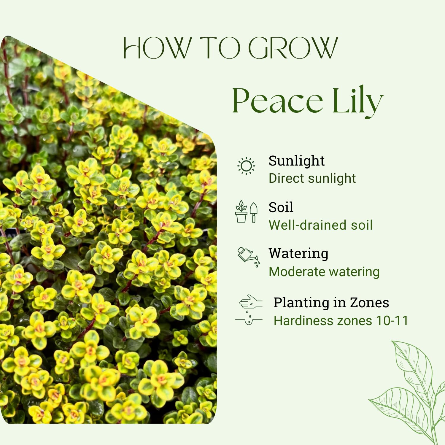 3 Lemon Thyme Live Plant, Well Rooted Starter Plant, 4-6'' Tall, Fragrant Herb for Garden, Patio