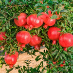 Wonderful Pomegranate Tree Live Plant, Hardy Pomegranate Fruit Tree for Outdoor Indoor Planting, Sweet Pomegranate Plant, Well-Rooted, 4 Inches Pot Plant, 7-10 Inches Tall