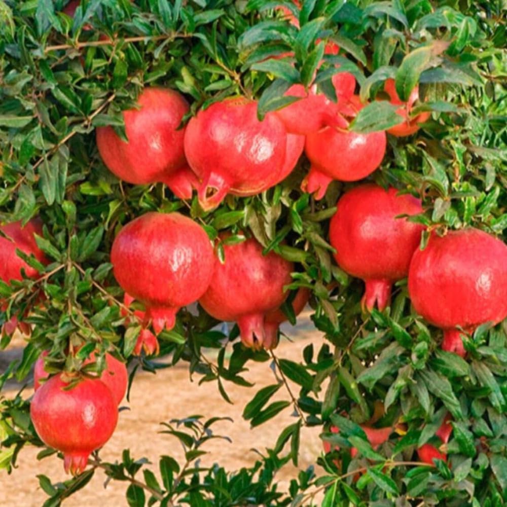 Wonderful Pomegranate Tree Live Plant, Hardy Pomegranate Fruit Tree for Outdoor Indoor Planting, Sweet Pomegranate Plant, Well-Rooted, 4 Inches Pot Plant, 7-10 Inches Tall
