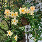 2 Apricot Mandevilla Bush Plants, 5 to 7 Inc in Height, Mandevilla Live Plant, Mandevilla Plants Live