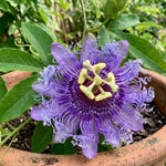 Live Maypop Passion Flower Plant, 4-8" Tall, Purple Passion Flower Vine Plant for Outdoor Gardens, No Pot