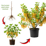 Golden Currant Bush Live Plant, 1 Year Bare Root, Golden Currant Berry Plant Live, 6-12 Inches, Well Rooted Starter Plant