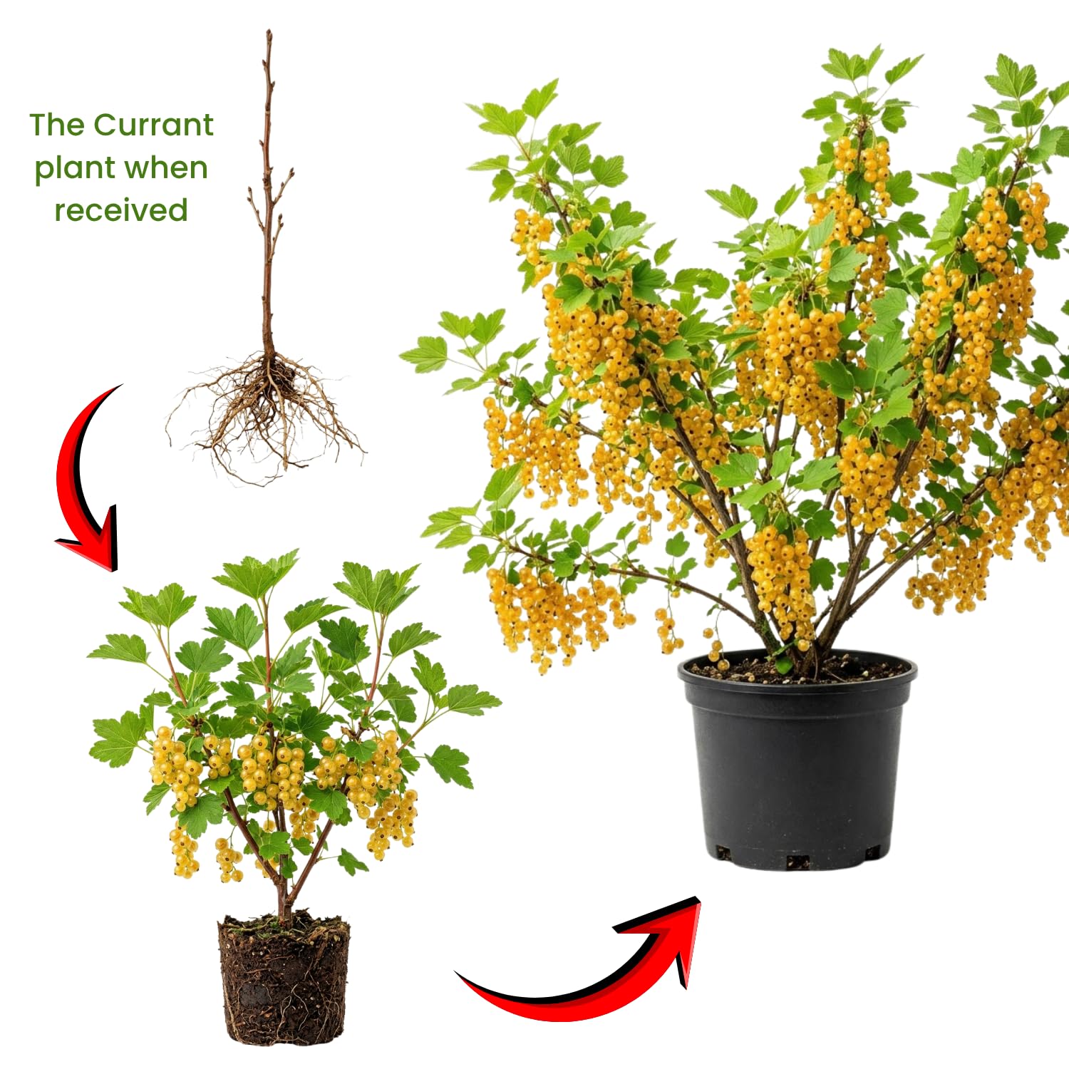 Golden Currant Bush Live Plant, 1 Year Bare Root, Golden Currant Berry Plant Live, 6-12 Inches, Well Rooted Starter Plant