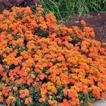 Set 4 Mix Trailing Lantana Plants Live, 4 to 7 Inc Tall, Rose Lantana Live Plants for Planting Vibrant Perennial Flower Garden