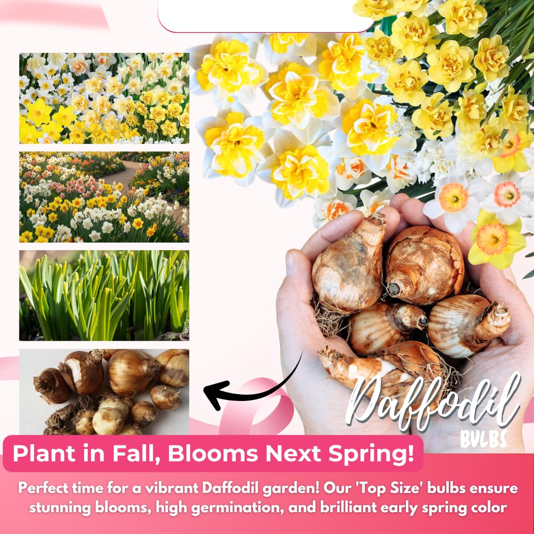 20 Daffodil Bulbs for Fall Planting, Spring-Blooming Narcissus Bulbs, Bulk Top Size Bulbs for Gardens, Borders and Flowerbeds Planting (Mixed Daffodil Bulbs)