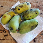 Pawpaw Trees Live Plants Bare Roots, Paw Paw Plant for Growing, 6 to 12 Inches Tall, Pawpaw Plant