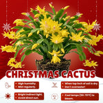 2 Yellow Christmas Cactus Live Plants, Easy Care Houseplant, 4-7'' Tall