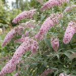 2 Pink Butterfly Bush Plants Live, Vibrant Buddleia Plants 4-7 Inches, Colorful Flowering Shrub for Outdoor Garden