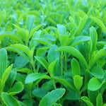 2 Stevia Live Plants, Stevia Plant Live, Herb Plant Indoor, Stevia Starter Plants