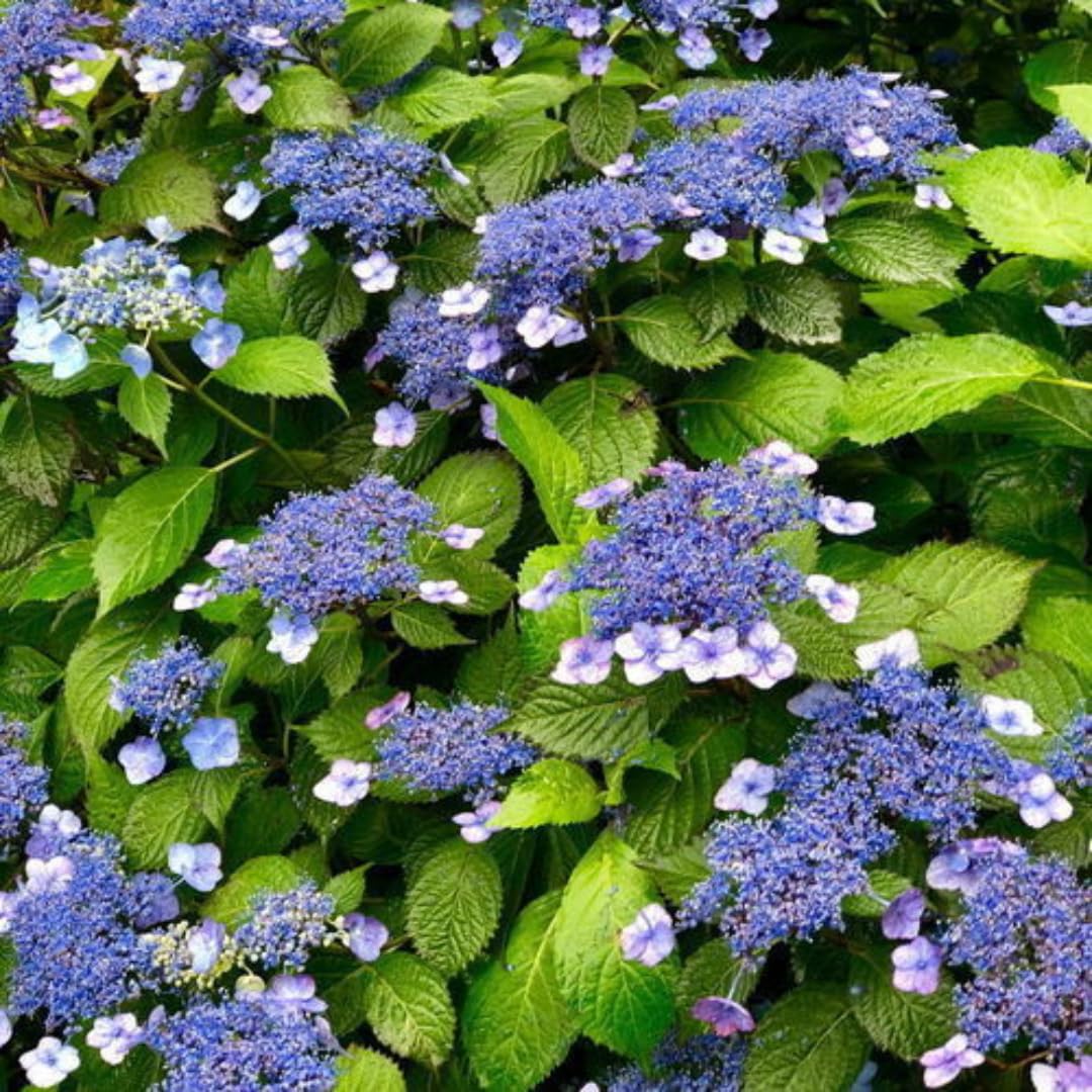 Hydrangea Plant Live, Blooming Garden Bush Hardy Hydrangea Shrub, Vibrant Flowering Plant Indoor Outdoor Well-Rooted 5-9 Inc Tall, Stater Plant (Rare Lacecap Flower White to Blue Pink)