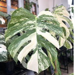 1 Random Philodendron Plant Live, Rare Tropical Variegated Live Indoor Houseplant, Starter Plants No Pot, 5-9" in Tall