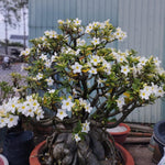 Adenium Desert Rose Plant Live, Desert Rose Live Plant, 4 to 6 Inc Tall (White)