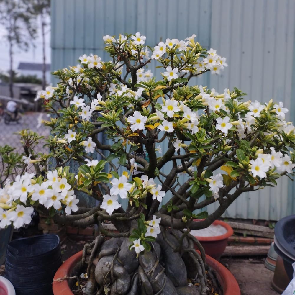 Adenium Desert Rose Plant Live, Desert Rose Live Plant, 4 to 6 Inc Tall (White)