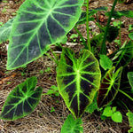 Combo 3 Dark Leaf Colocasia Live Plants, Elephant Ear Esculenta Taro, 5 to 8" in Tall, Alocasia Live Plant for Planting, Live Houseplant Colocasia Plant